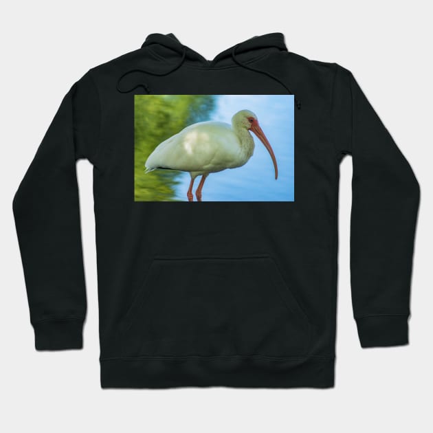 American white ibis of Florida Hoodie by KensLensDesigns